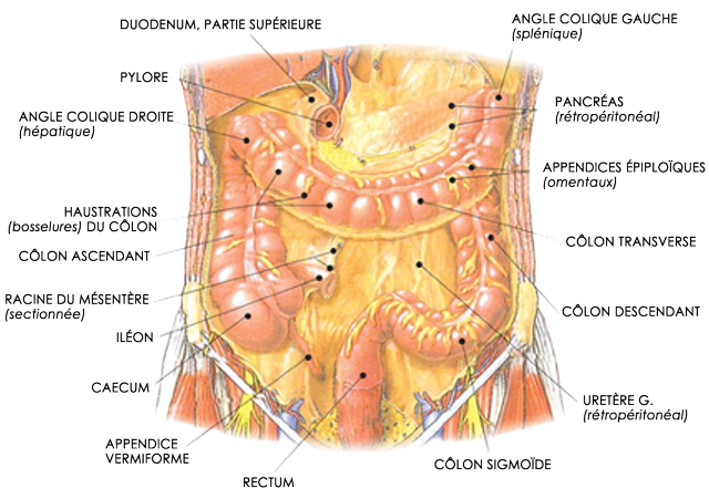 Les stomies digestives